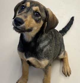 Photo of Lynyx (w 28th ave)