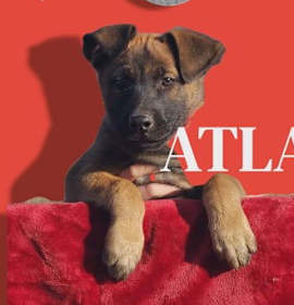 Photo of Atlas