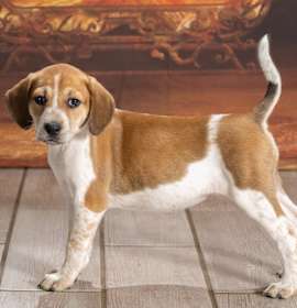 Photo of Frieda (Royal Blue collar)