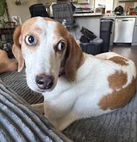 Photo of Maggie (in Foster)