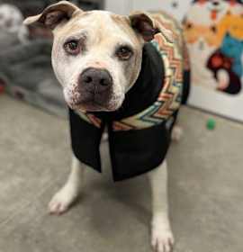 Photo of Major Grandpa Steggy