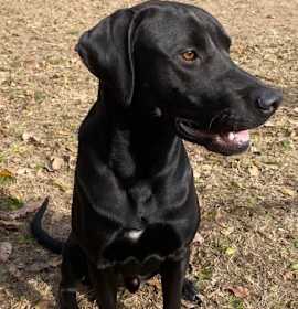 Photo of Red (Goose)