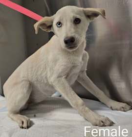 Photo of Rice Krispie