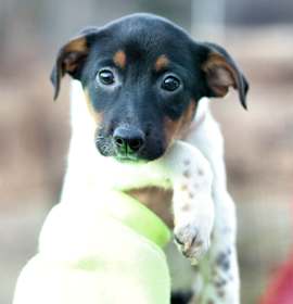 Photo of CT Snowshoe