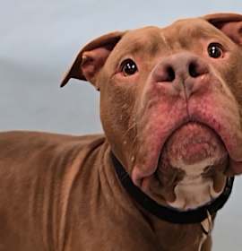 Photo of Butterscotch