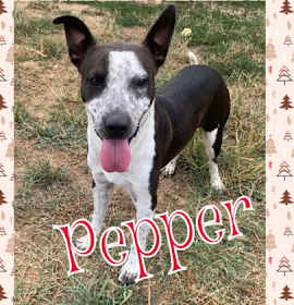 Photo of Pepper