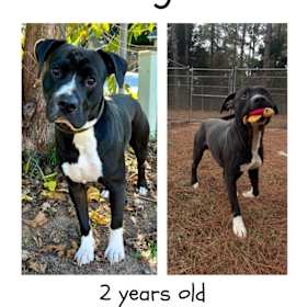 Photo of Kringle (Hank)