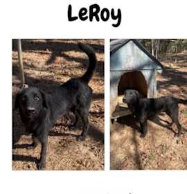 Photo of LeRoy