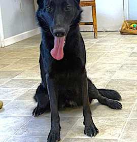 Photo of Pepper-12mnths Sweet Girl! Housetrained $425