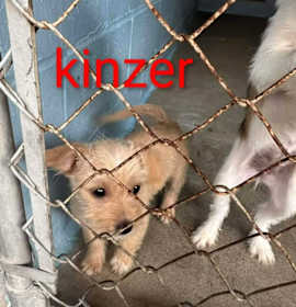 Photo of Kinzer