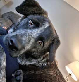 Maisie (needs home by next weekend) photo 2