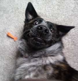 Maisie (needs home by next weekend) photo 3