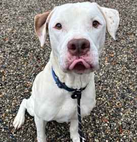 Photo of SILVER LINING