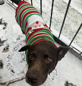 Photo of Tootsie - Available in Foster