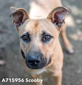 Photo of SCOOBY