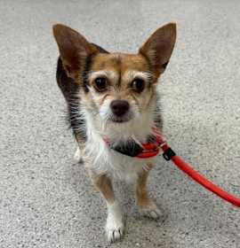 Photo of Tiny (bonded to Raton)