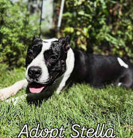Photo of Stella