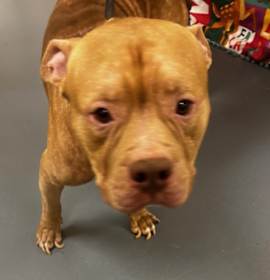 Photo of 25-12-3516 Gabriel