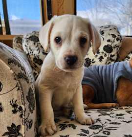 Photo of Boone (full tail male)