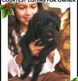 Photo of Goldendoodle pups - COURTESY