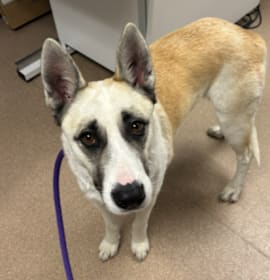 Photo of Dolly A2246751