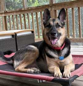 Photo of Charlie (CL)