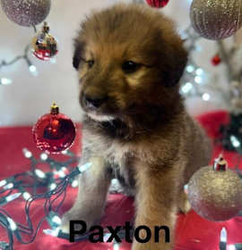 Photo of Paxton