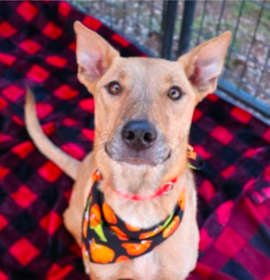 Photo of CT Estrella