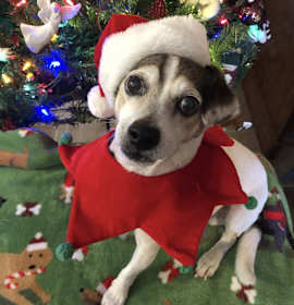 Photo of Bart Bubbies