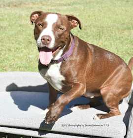 Photo of Chief *Trained*