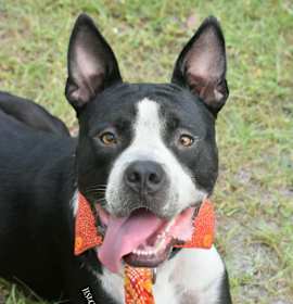 Photo of Louie *Trained*