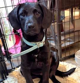 Photo of PUPPY BLAZE