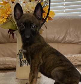 Photo of Malinois Puppies