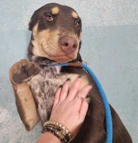 Photo of Cooper Fka Jack