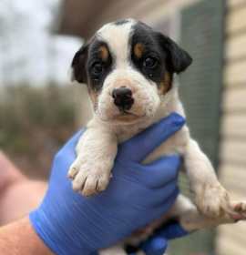 Photo of Snoopy (AL)