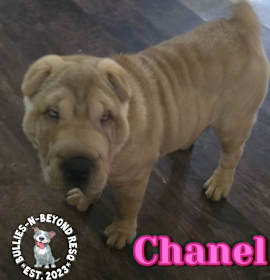 Photo of Chanel