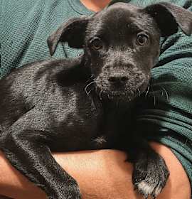 Photo of Bella Blulight