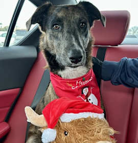 Photo of Styx - Available in Foster