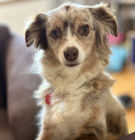 Photo of Henrietta D6145