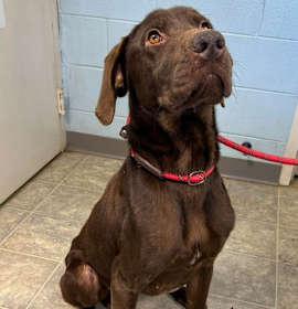 Photo of Red Baron: Not At shelter (Joan)