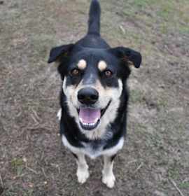 Photo of Stray, N Satin Ter avail 12/12