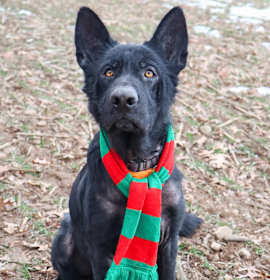 Photo of Eragon (25-444)