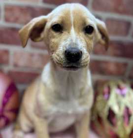 Photo of Tabra~adopted!