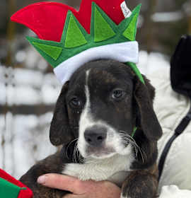 Photo of NY Wizard Dec 13 Tractor Sup