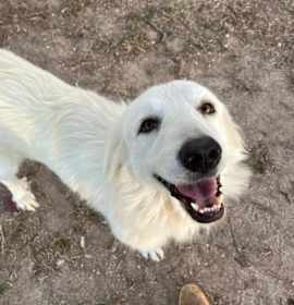 Photo of Sweetie SAT