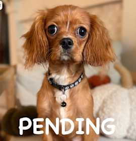 Photo of JimmyPickles