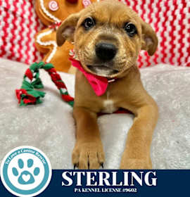 Photo of Sterling (Circle of Light Pups) 120625