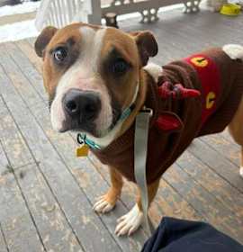 Photo of Sweet Potato IX 7