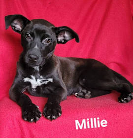 Photo of Millie(rehoming fee$100)