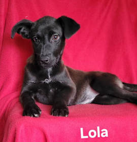 Photo of Lola(rehoming fee$100)